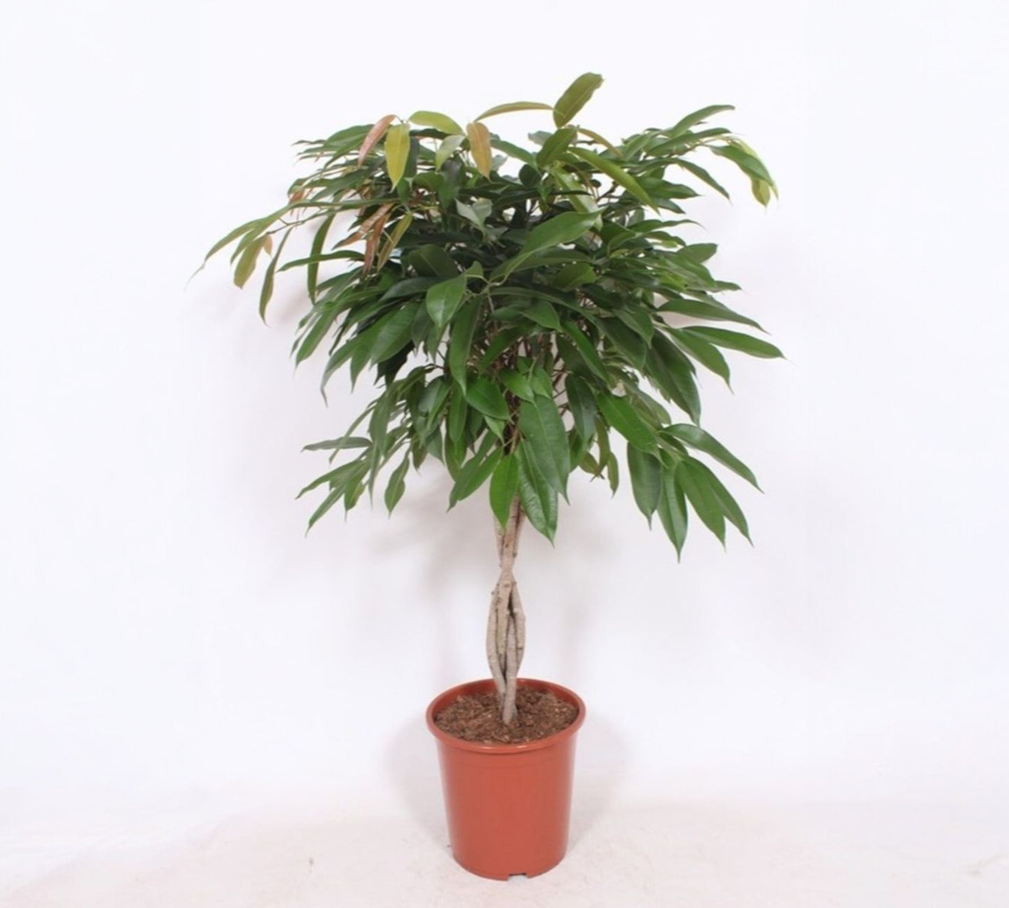 Ficus Amstel King v22 cm