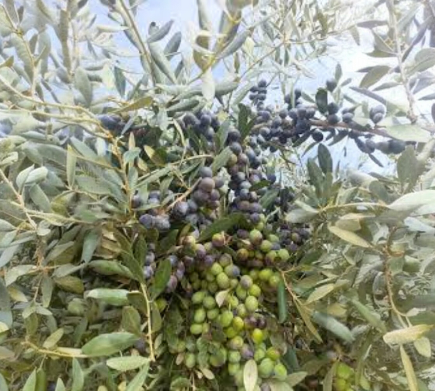ulivo leccino cagliari san sperate 1