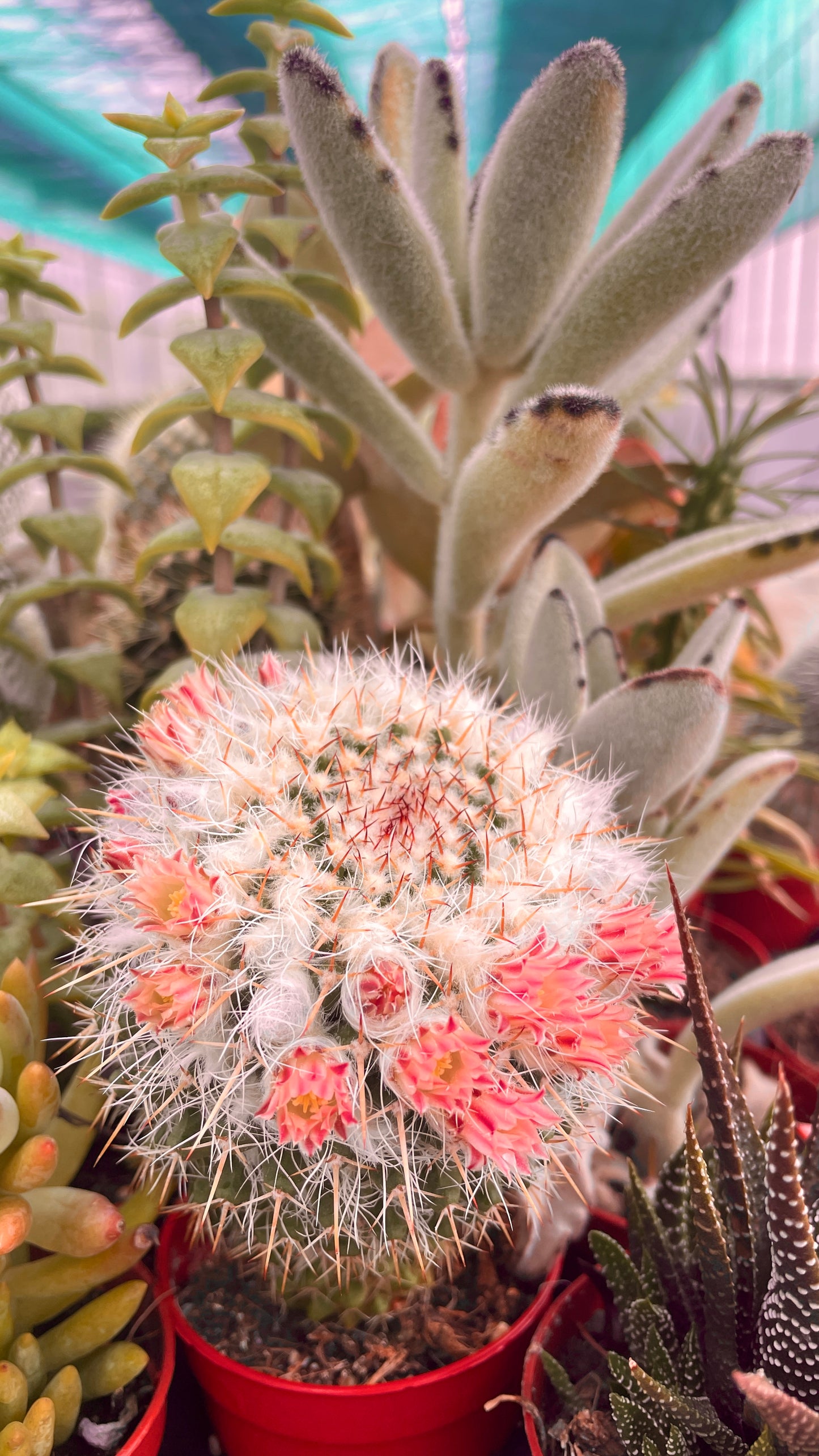 Piante grasse mix V 14cm