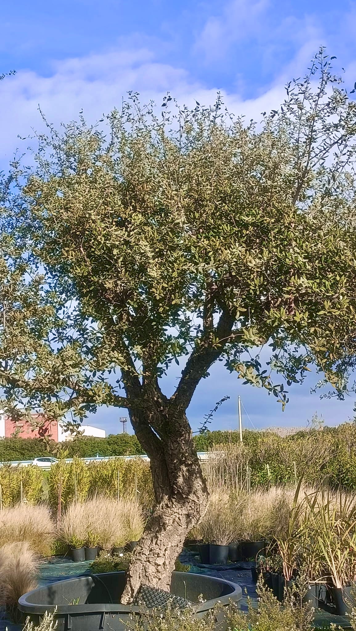 Quercus suber esemplari grandi varie dimensioni