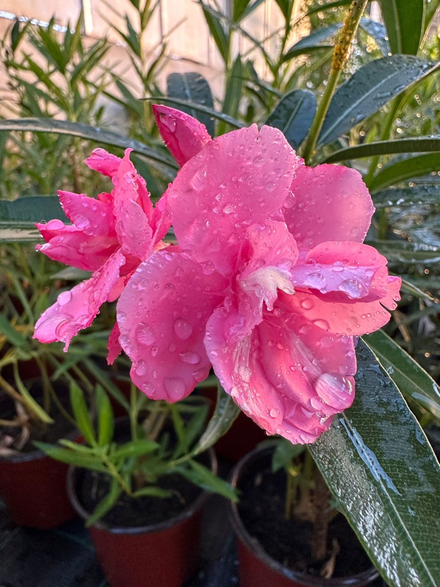 Nerium oleander