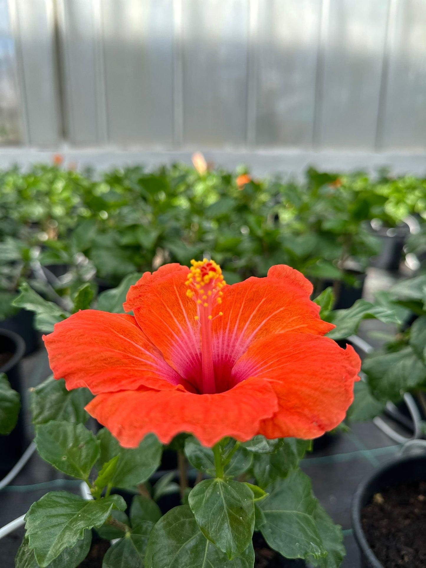 Hibiscus rosasinensis