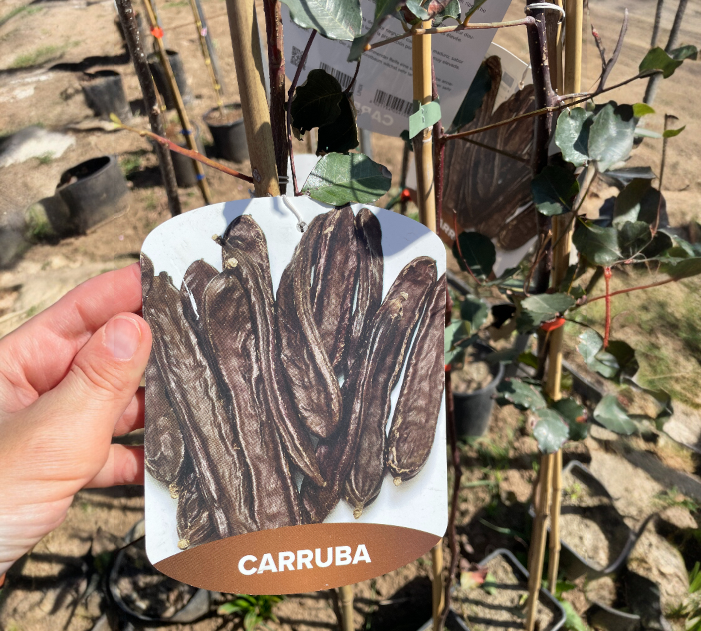 Carrubo v20