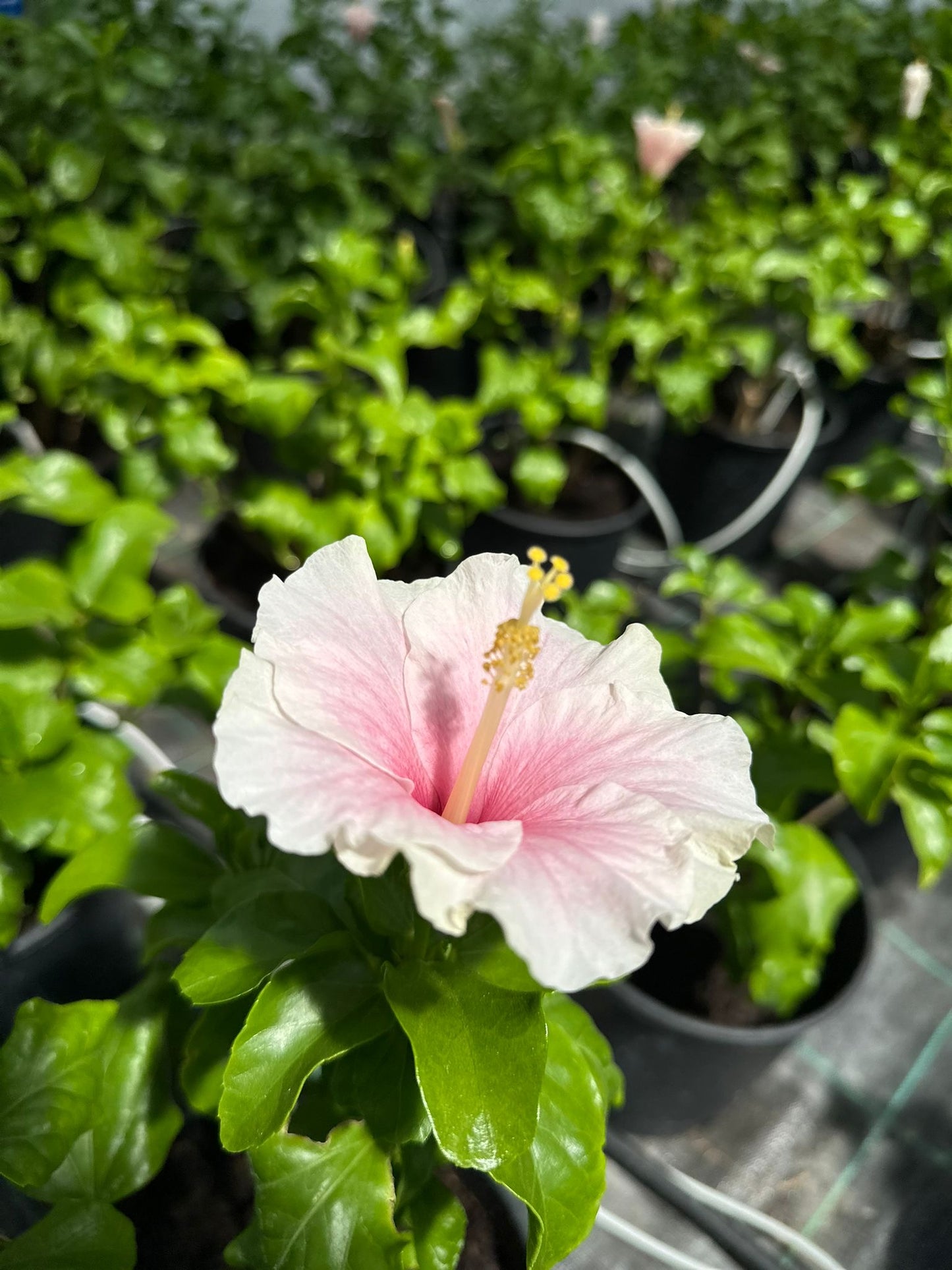 Hibiscus rosasinensis