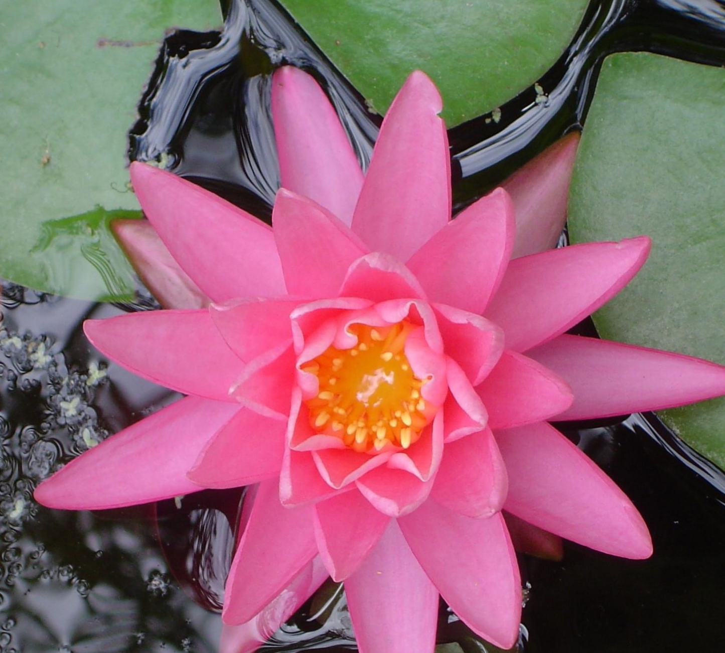 Nymphaea Fabiola Media Grande