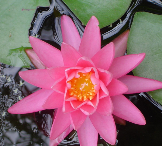 Nymphaea Fabiola Media Grande