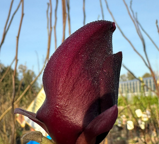 Magnolia Genie v30 cm