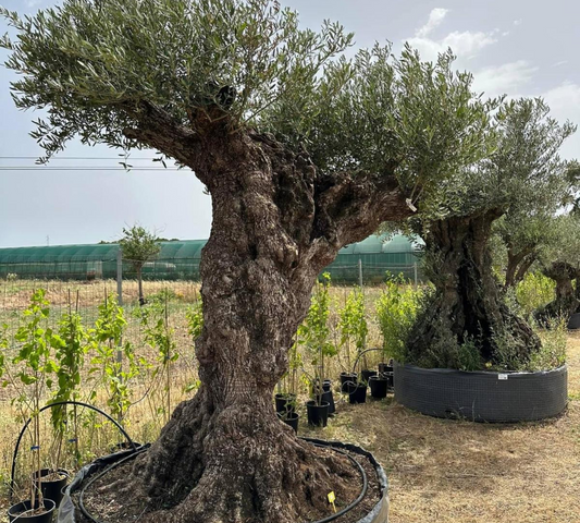 Quercus suber esemplari grandi varie dimensioni