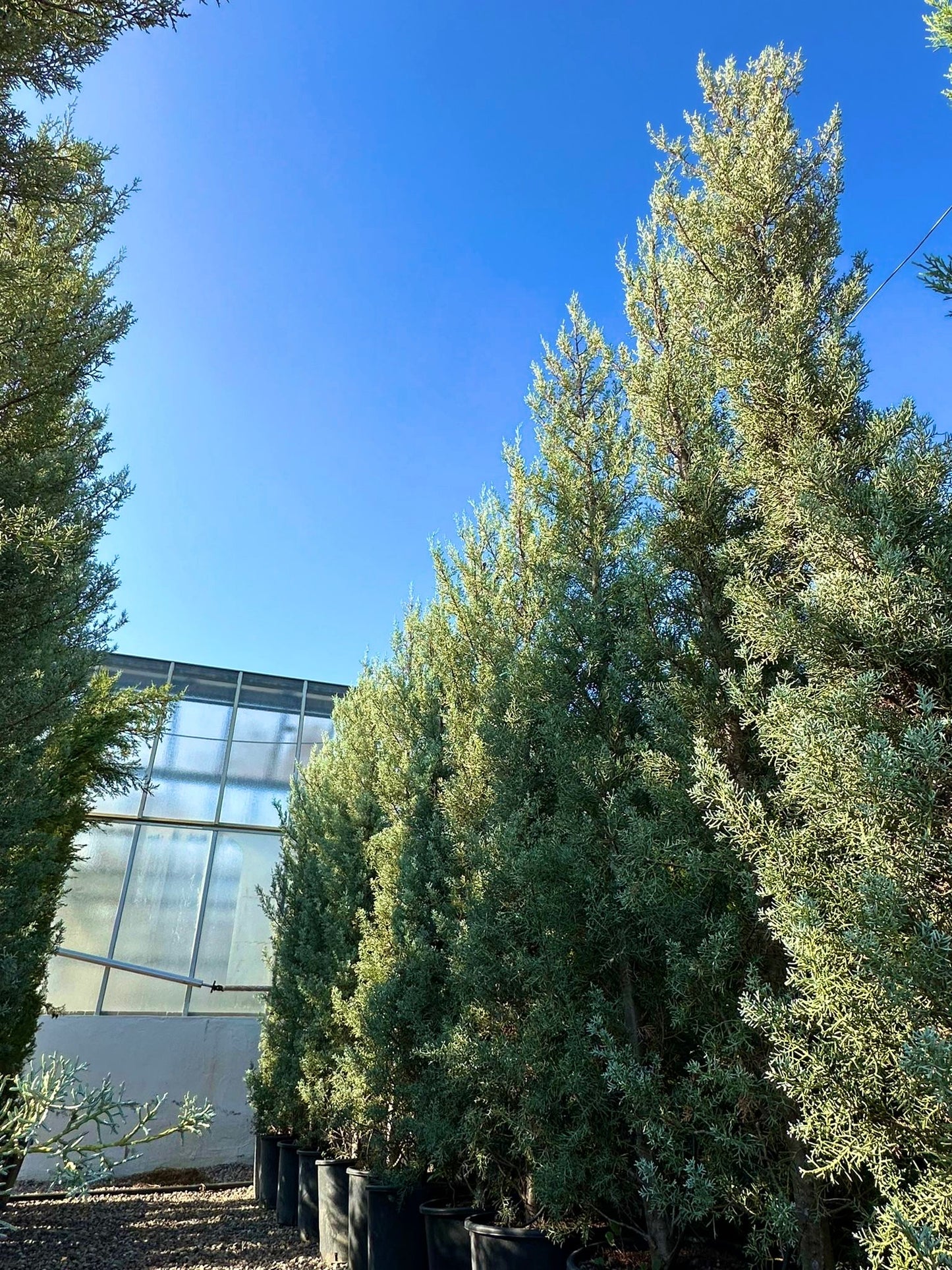 Cedrus Atlantica Glauca