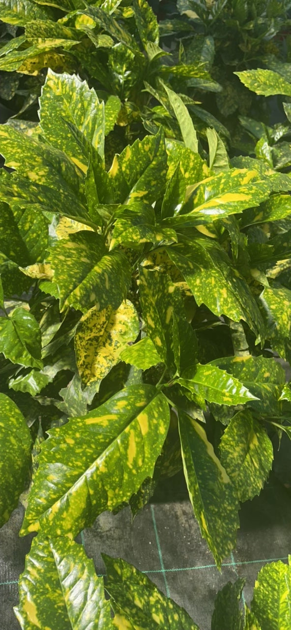 Aucuba Japonica v20