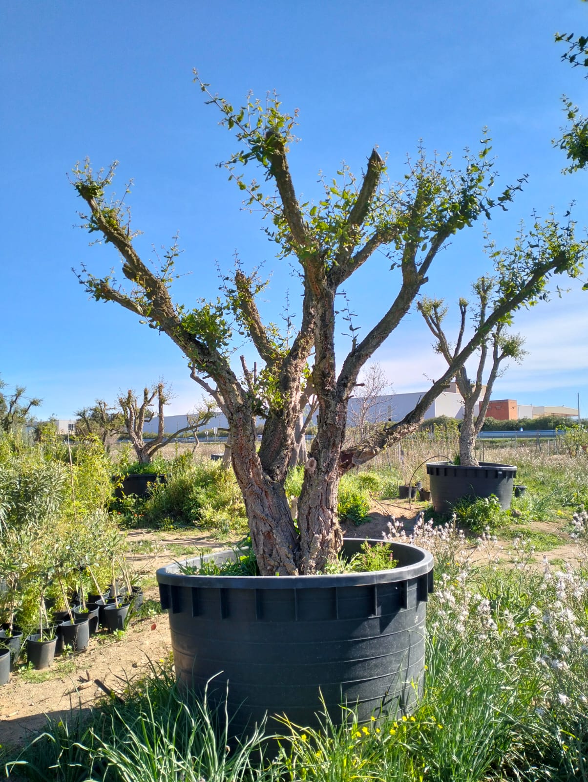 Quercus suber esemplari grandi varie dimensioni