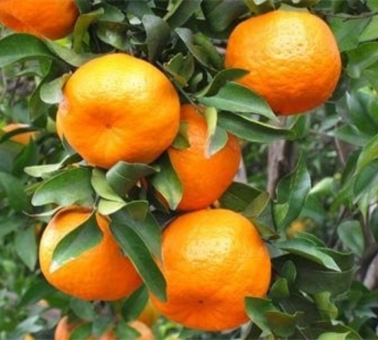 Mandarancio