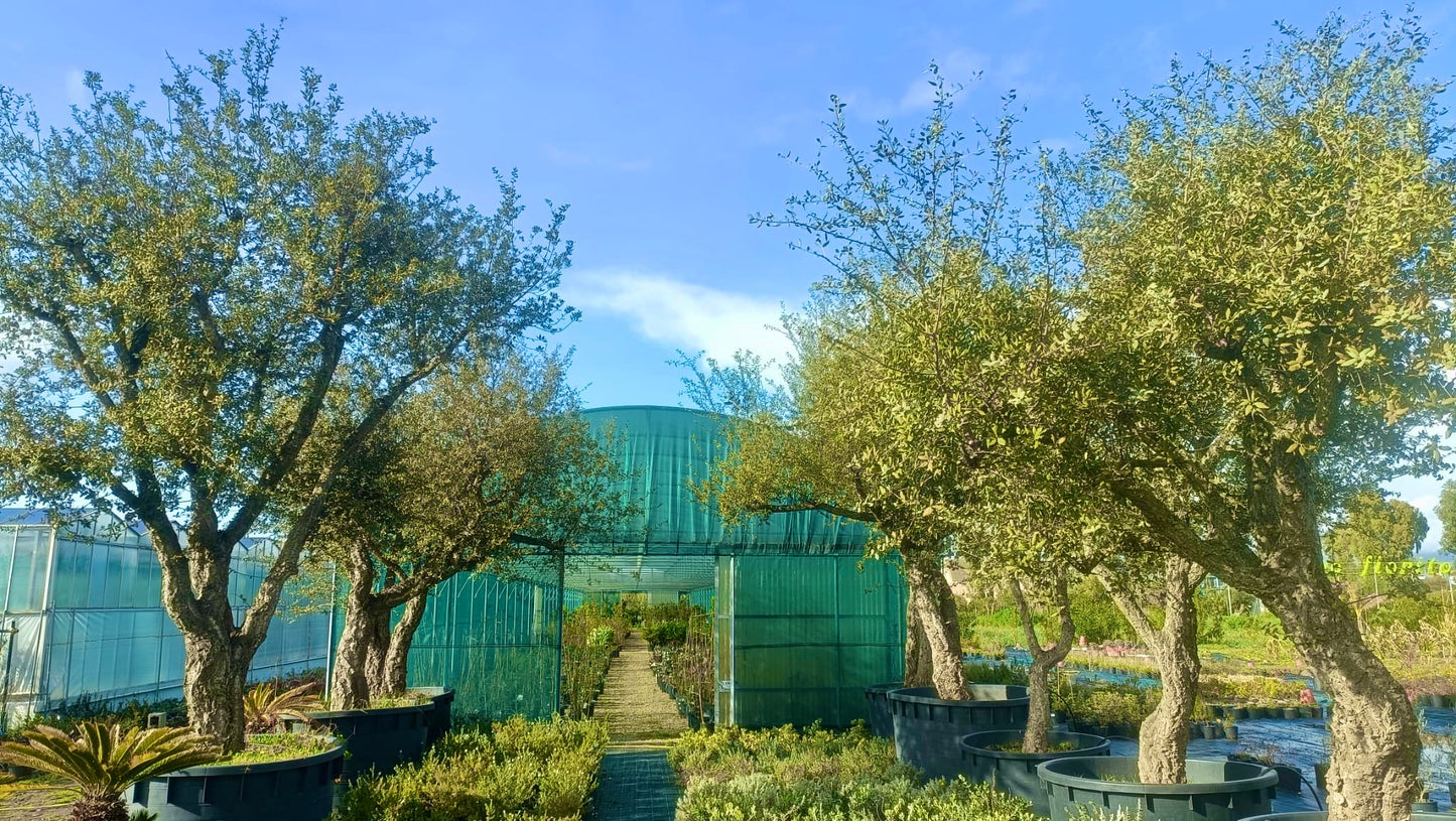 Quercus suber esemplari grandi varie dimensioni