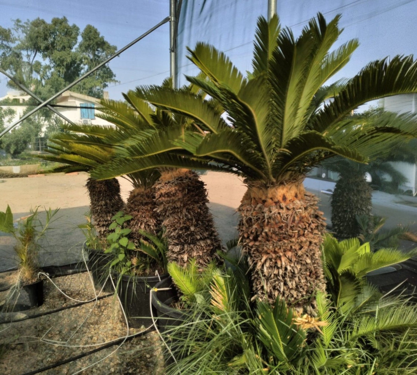 Cycas