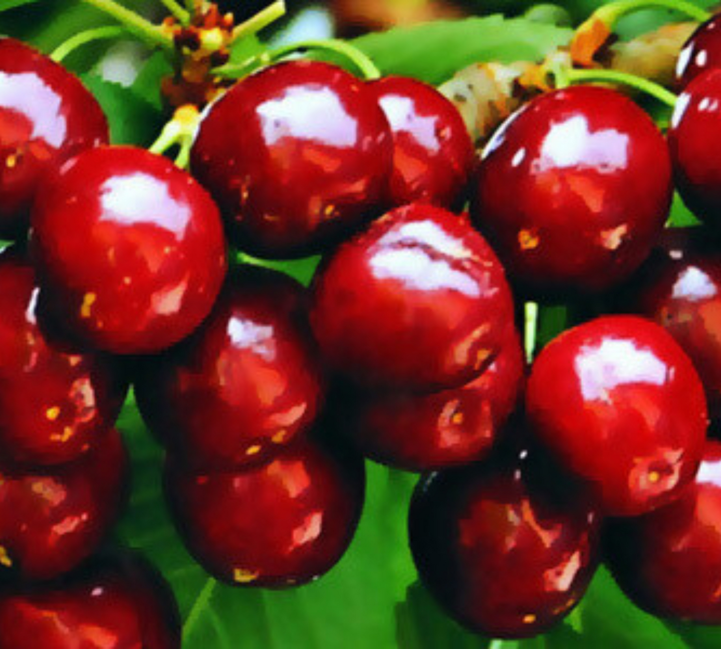 Ciliegio New Star v20 cm