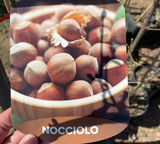 Nocciolo comune v20