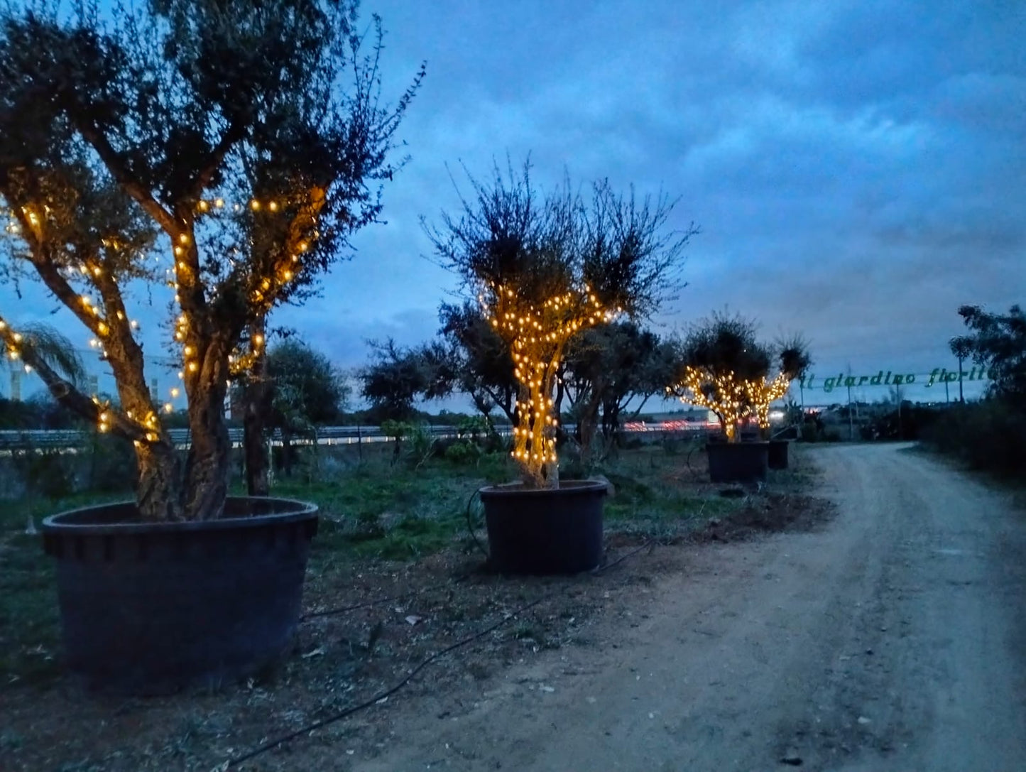 Quercus suber esemplari grandi varie dimensioni