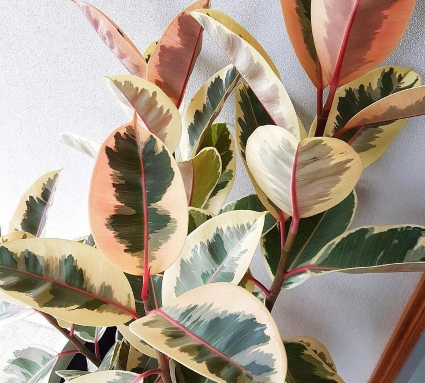 Ficus elastico variegato v24 cm-in produzione