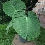 Colocasia Gigantea v18 cm-in produzione