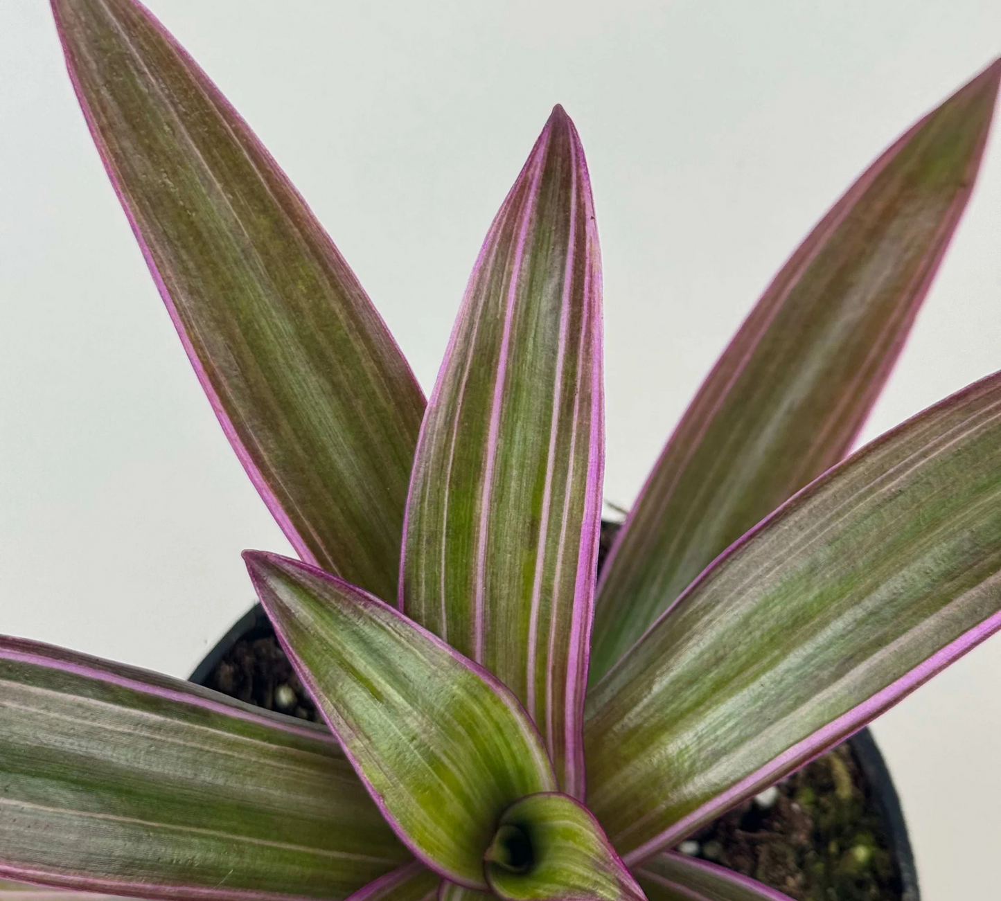 Tradescantia spathacea v14 cm