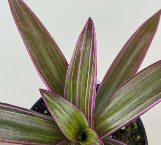 Tradescantia spathacea v14 cm