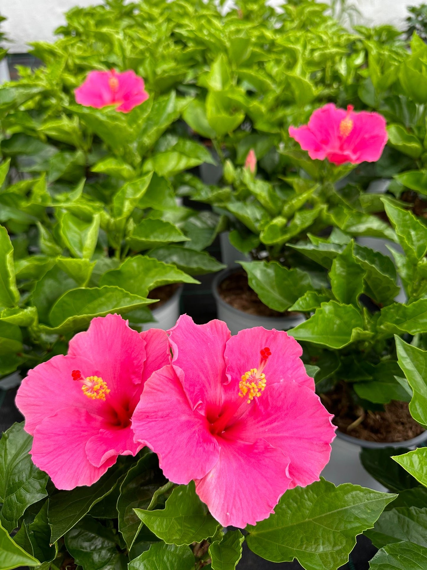 Hibiscus rosasinensis