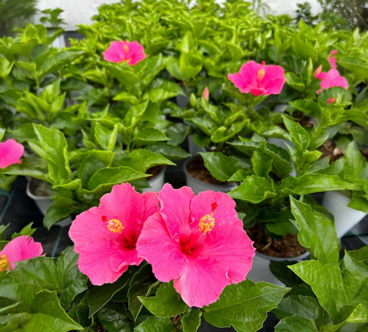 Hibiscus rosasinensis