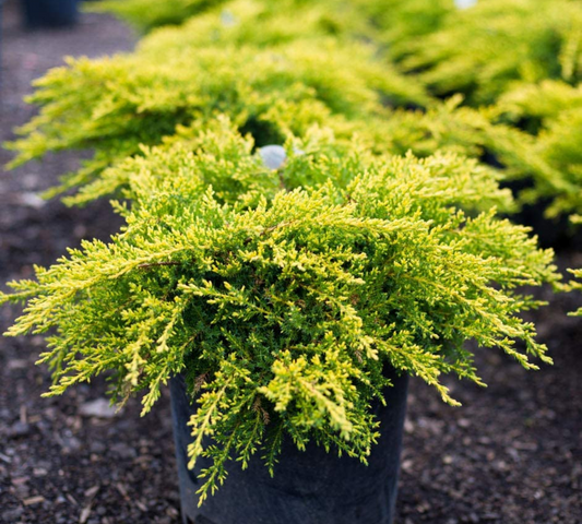 Juniperus Media Olg Gold v24 cm