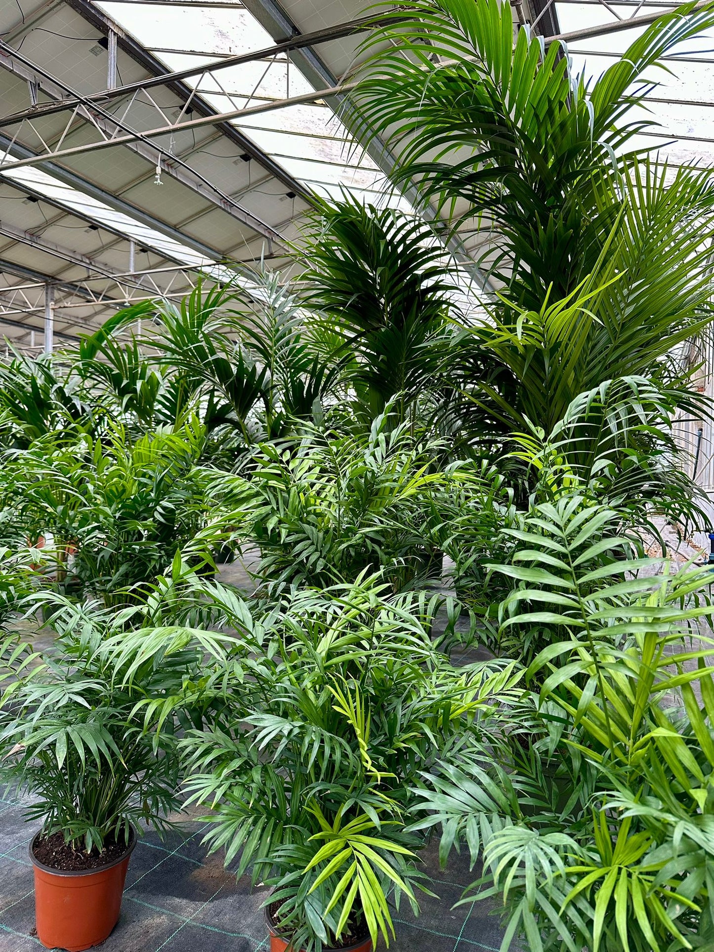 Parlor palm-Chamaedorea elegans
