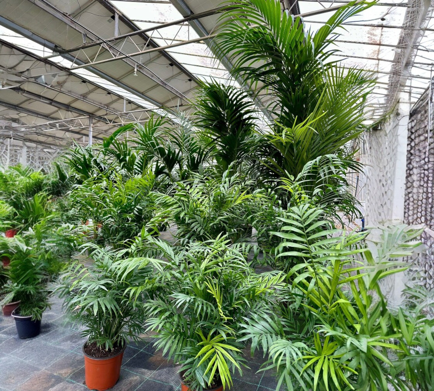 Parlor palm-Chamaedorea elegans