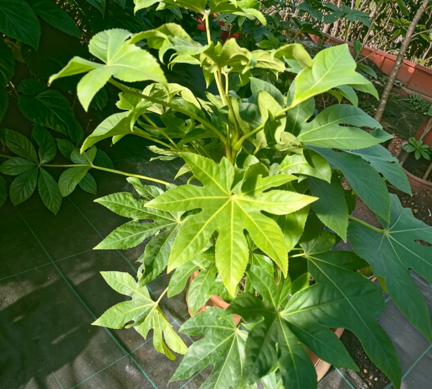 Aralia Japonica Fatsia