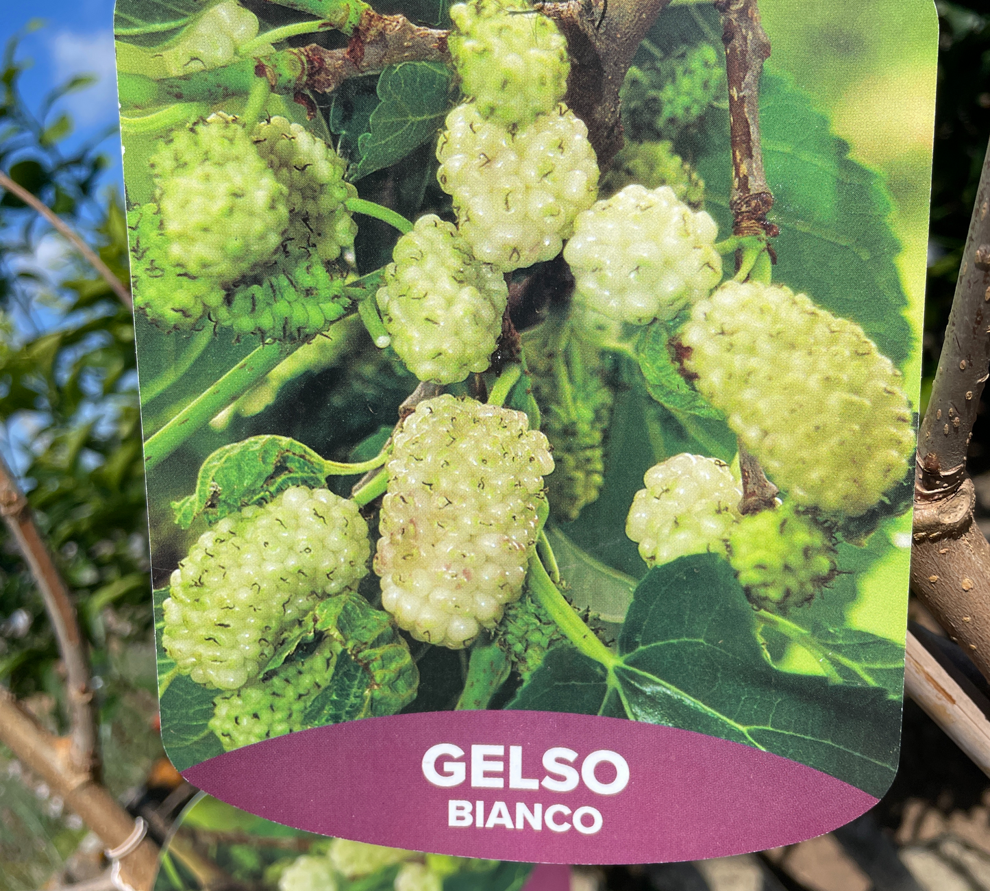 Gelso da frutto bianco v20 cm