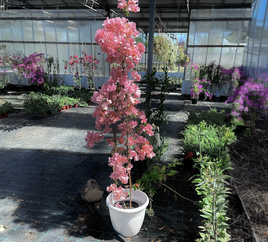 Bougainvillea v22 2-3 cannette spaliera