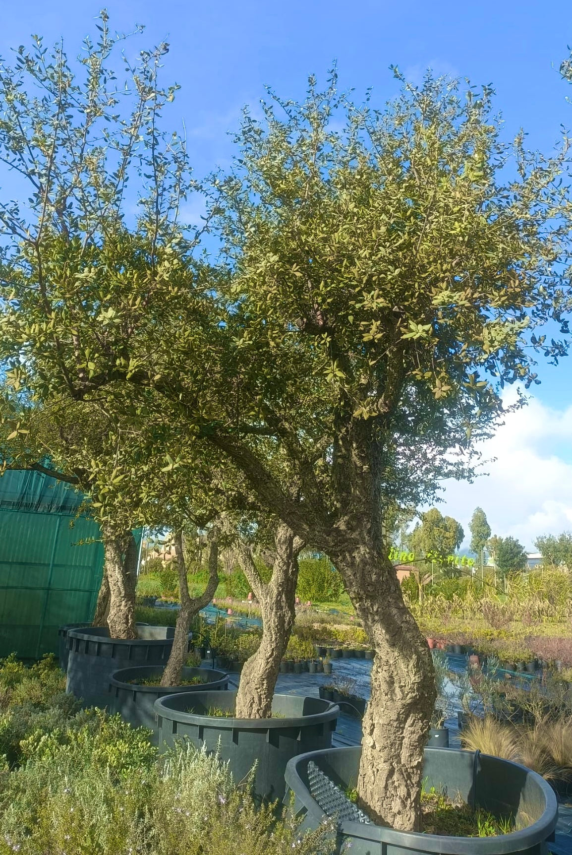 Quercus suber esemplari grandi varie dimensioni
