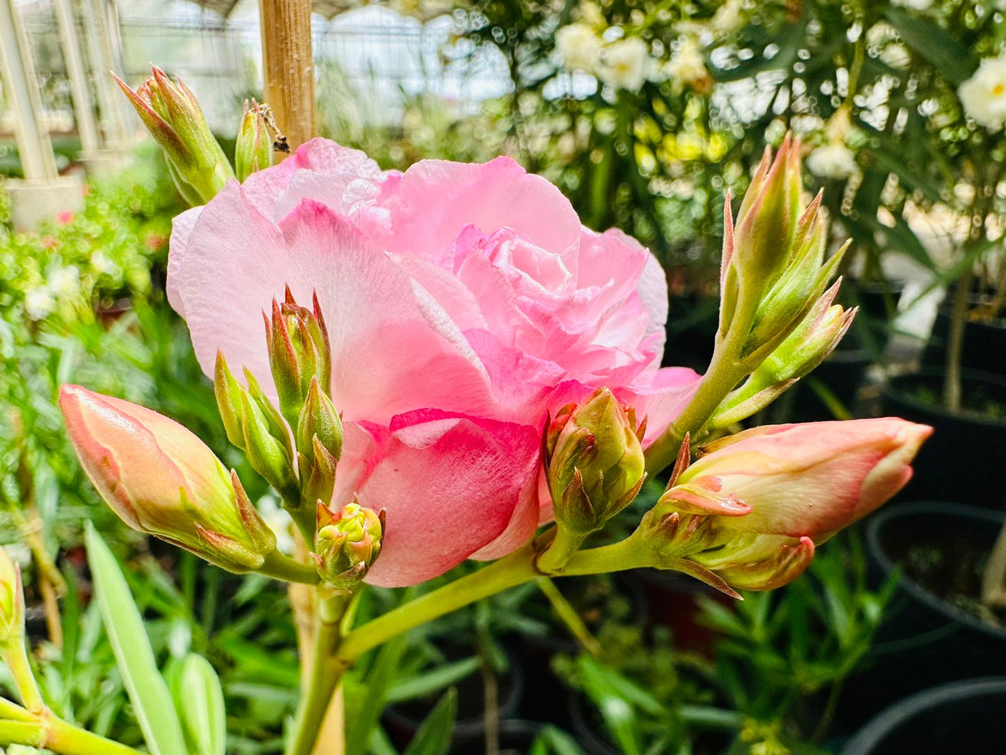 Nerium oleander