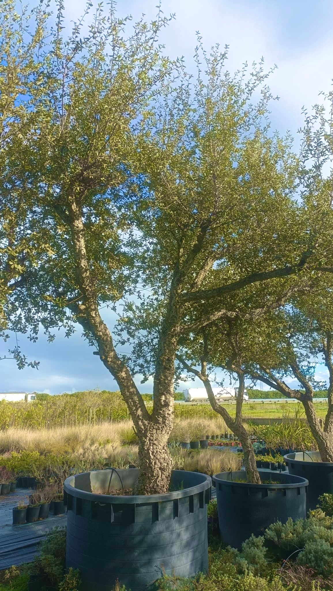 Quercus suber esemplari grandi varie dimensioni