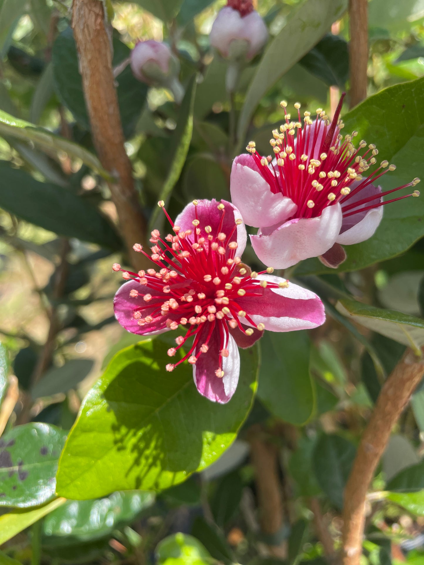 Acca Feijoa Sellowiana (Feijoa) Mezza Copa Tronco 8-10cm - Vaso 35
