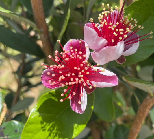 Acca Feijoa Sellowiana (Feijoa) Mezza Copa Tronco 8-10cm - Vaso 35