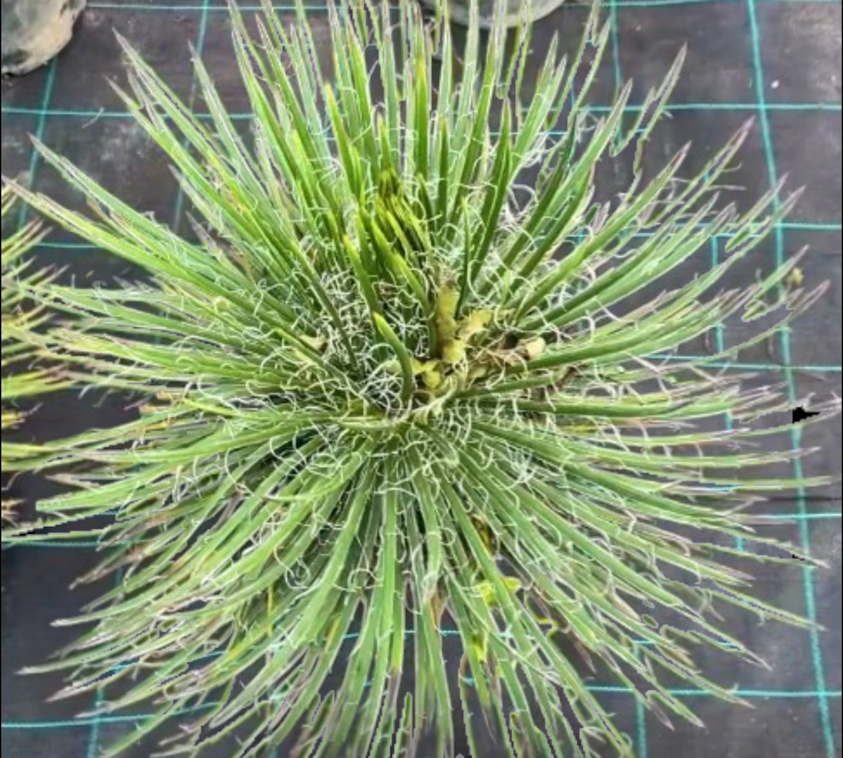 Agave filifera in vaso da 5 L