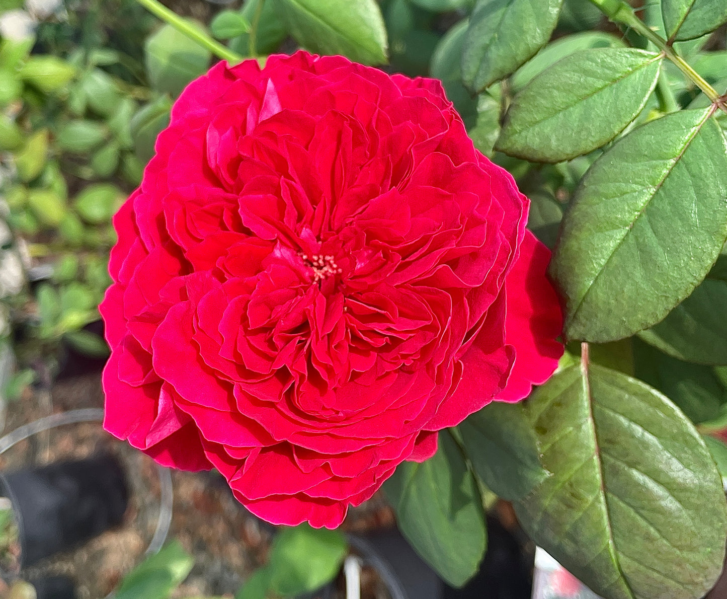 Alain Souchon Meikarouz