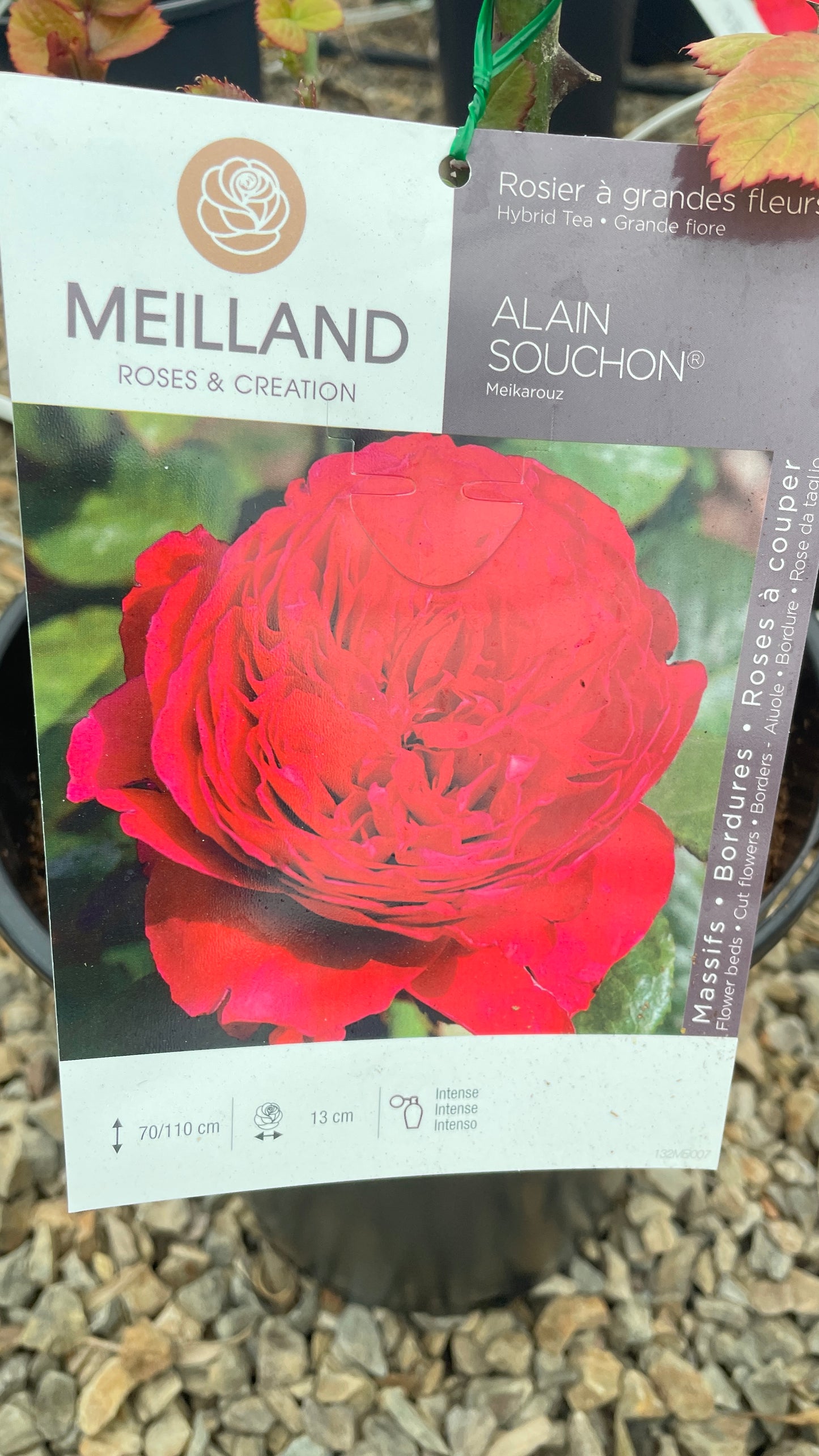 Alain Souchon Meikarouz