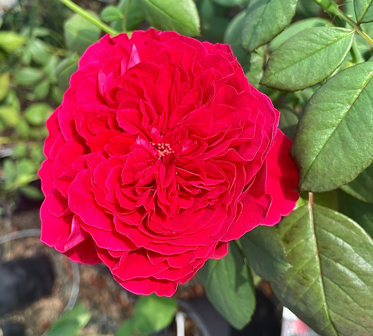 Alain Souchon Meikarouz