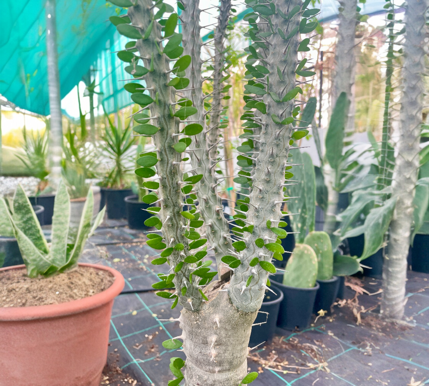 Alluadia Procera V 30 cm, H 150 cm