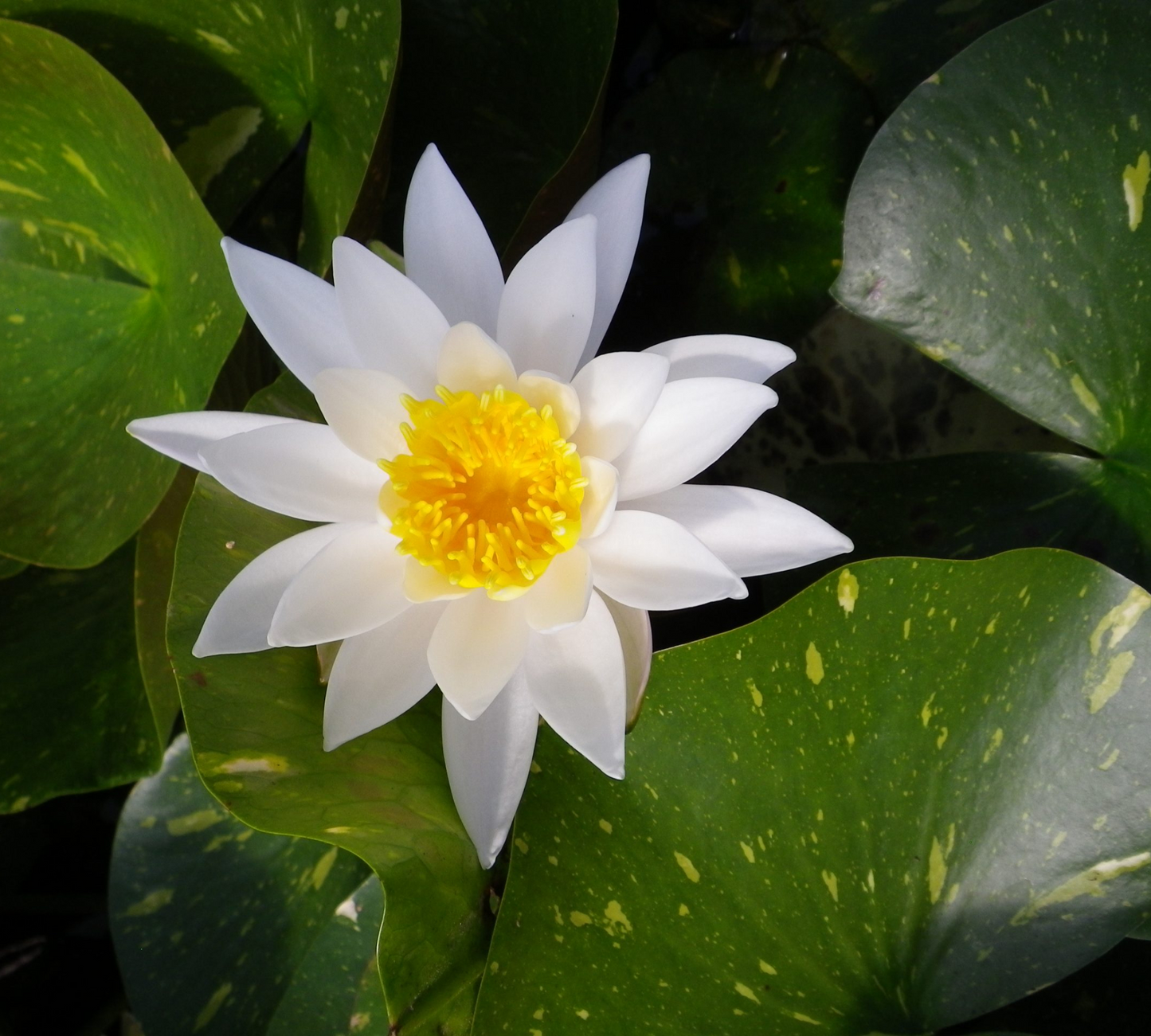 Nymphaea Arc En Ciel