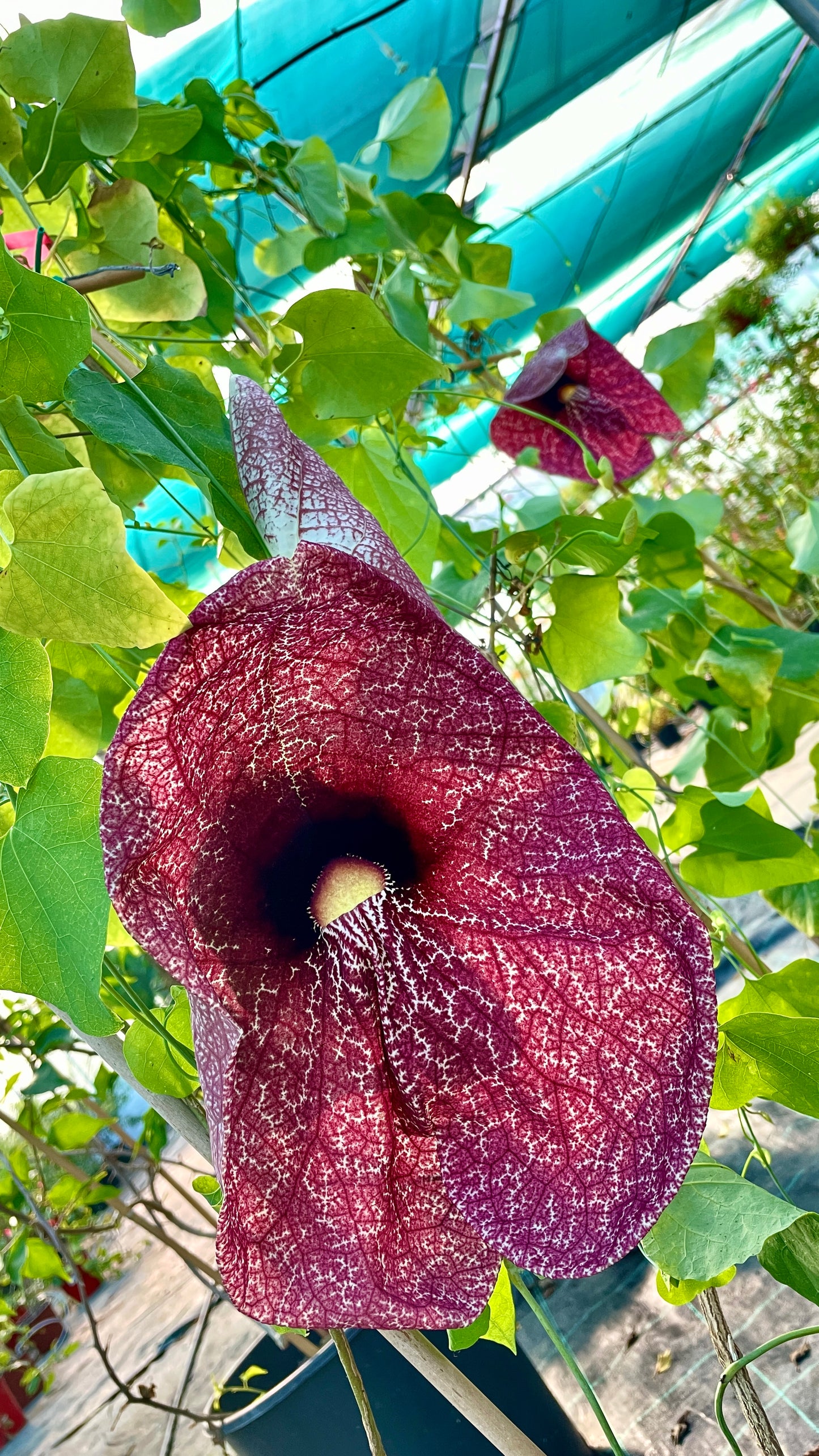 Aristolochia gigantea v24 cm