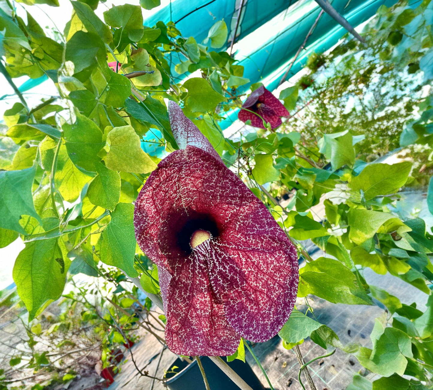 Aristolochia gigantea v24 cm