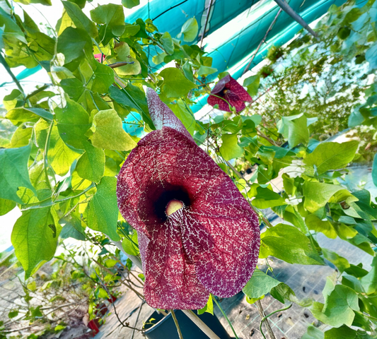 Aristolochia gigantea v24 cm