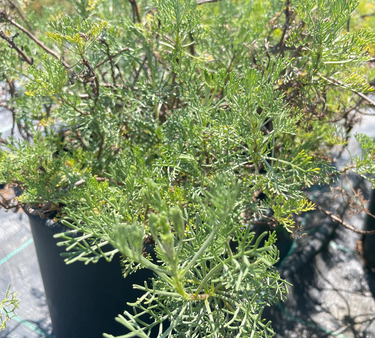 Artemisia abrotanum