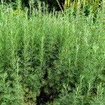 Artemisia abrotanum