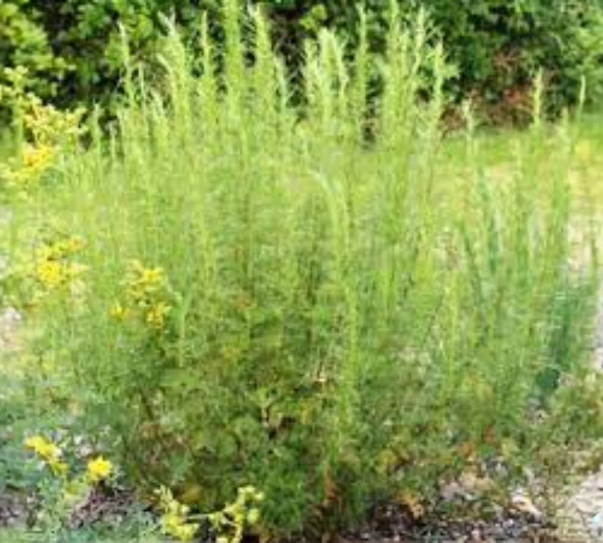 Artemisia abrotanum